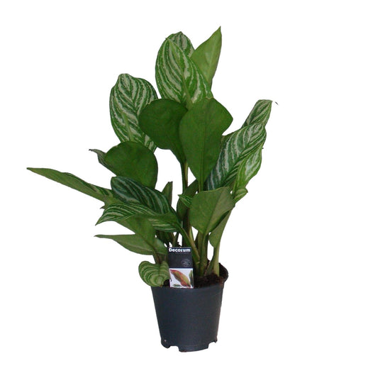 Aglaonema Stripes - Ø17cm - ↕60cm - Pflanzfix24