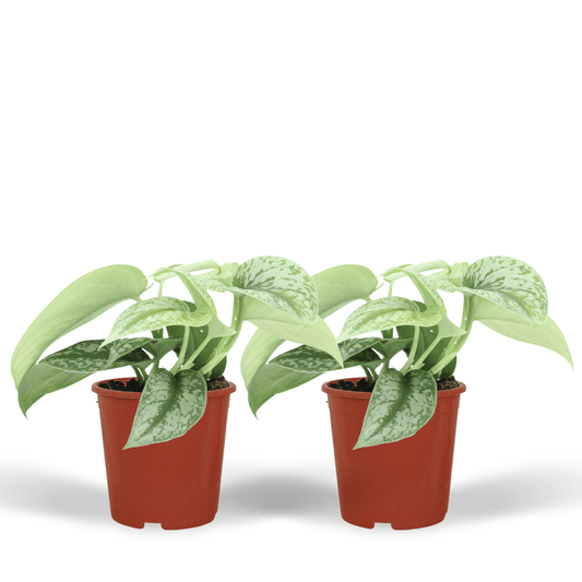 Scindapsus Pictus Trebie 2er-Set Ø12cm, 15cm hoch – Kletter- & Hängepflanze | Pflanzfix24.de - Pflanzfix24.de