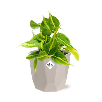 Philodendron Scandens ‘Brasil’ in ELHO b.for rock 14 cm warm grey - Pflanzfix24