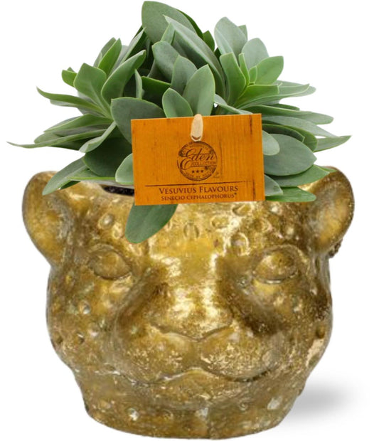 Senecio Cephalophorus mit Luipaard-Topf Gold | Pflanzfix24.de - Pflanzfix24.de
