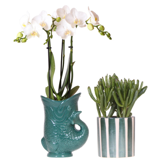 Amabilis-Orchidee & Sukkulente im grünen Fish- & Painted Stripe-Topf | pflanzfix24.de - Pflanzfix24.de