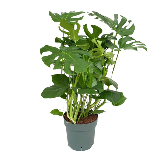 Monstera Deliciosa - Ø30cm - ↕100cm - Pflanzfix24