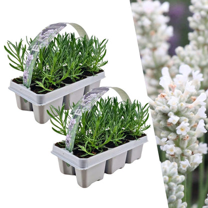 12er Set Lavendel Angustifolia Weiß - Ø7 cm - Pflanzfix24.de