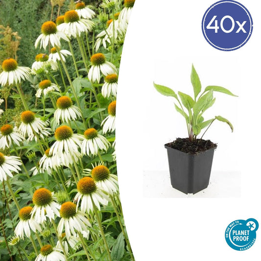 40x Echinacea purpurea 'White Swan' - 10-25cm - Ø9cm - Pflanzfix24