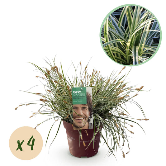 Pflanzfix24.de - Carex oshimensis Everest - 4 Pflanzen - Immergrün - Topf 17cm - Pflanzfix24.de