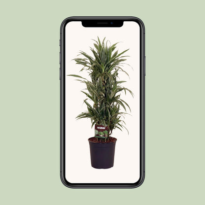 Dracaena Frag. Warneckei - Ø27cm - ↕110cm - Pflanzfix24