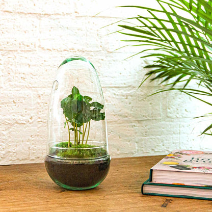 Flaschengarten - Egg Coffea Arabica - Pflanzfix24.de - Pflanzfix24.de