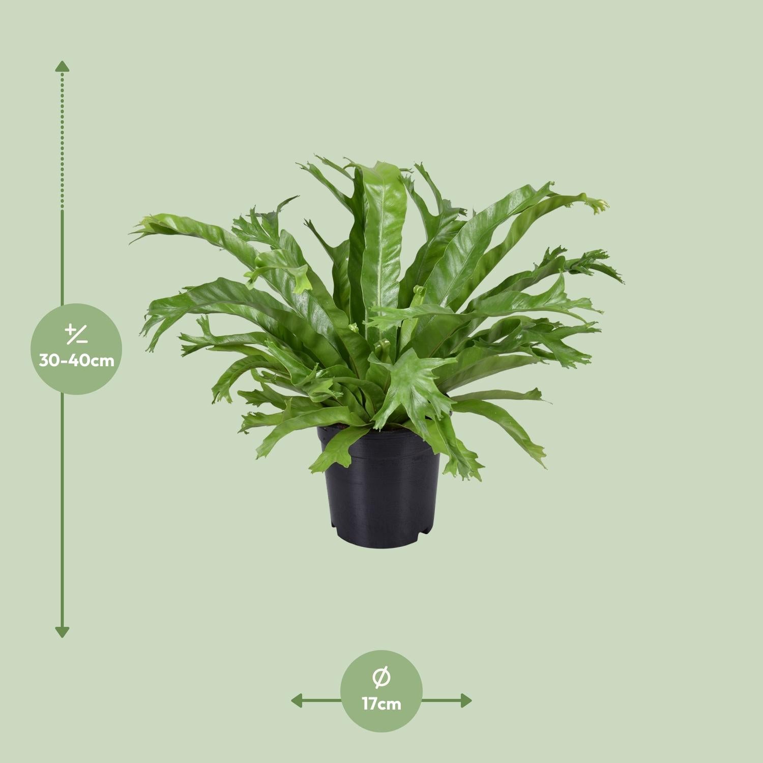 Asplenium Nidus Crissie - Ø17cm - ↕40cm - Pflanzfix24.de - Pflanzfix24.de
