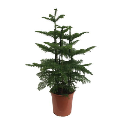 Araucaria (2 Tak) - Ø27cm - ↕110cm - Pflanzfix24