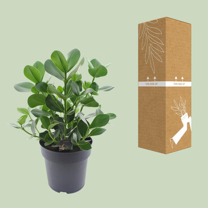Clusia Rosea Princess - Ø27cm - ↕60cm - Pflanzfix24