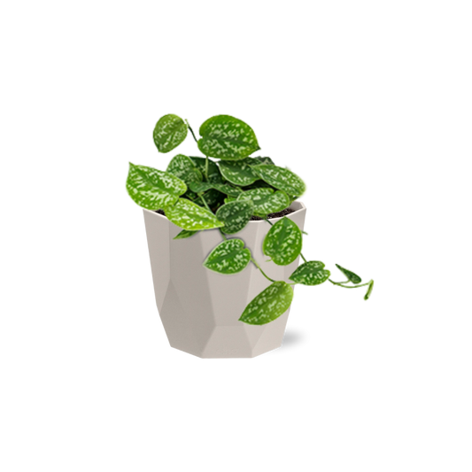 Scindapsus Pictus ‘Argyraeus’ in ELHO b.for rock 14 cm warm grey - Pflanzfix24