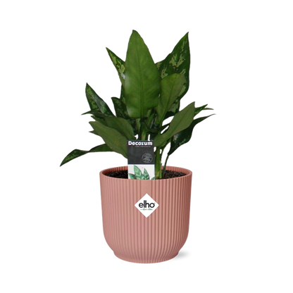 Aglaonema Maria in ELHO Vibes Fold 14cm roze - Pflanzfix24