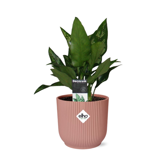 Aglaonema Maria in ELHO Vibes Fold 14cm roze - Pflanzfix24