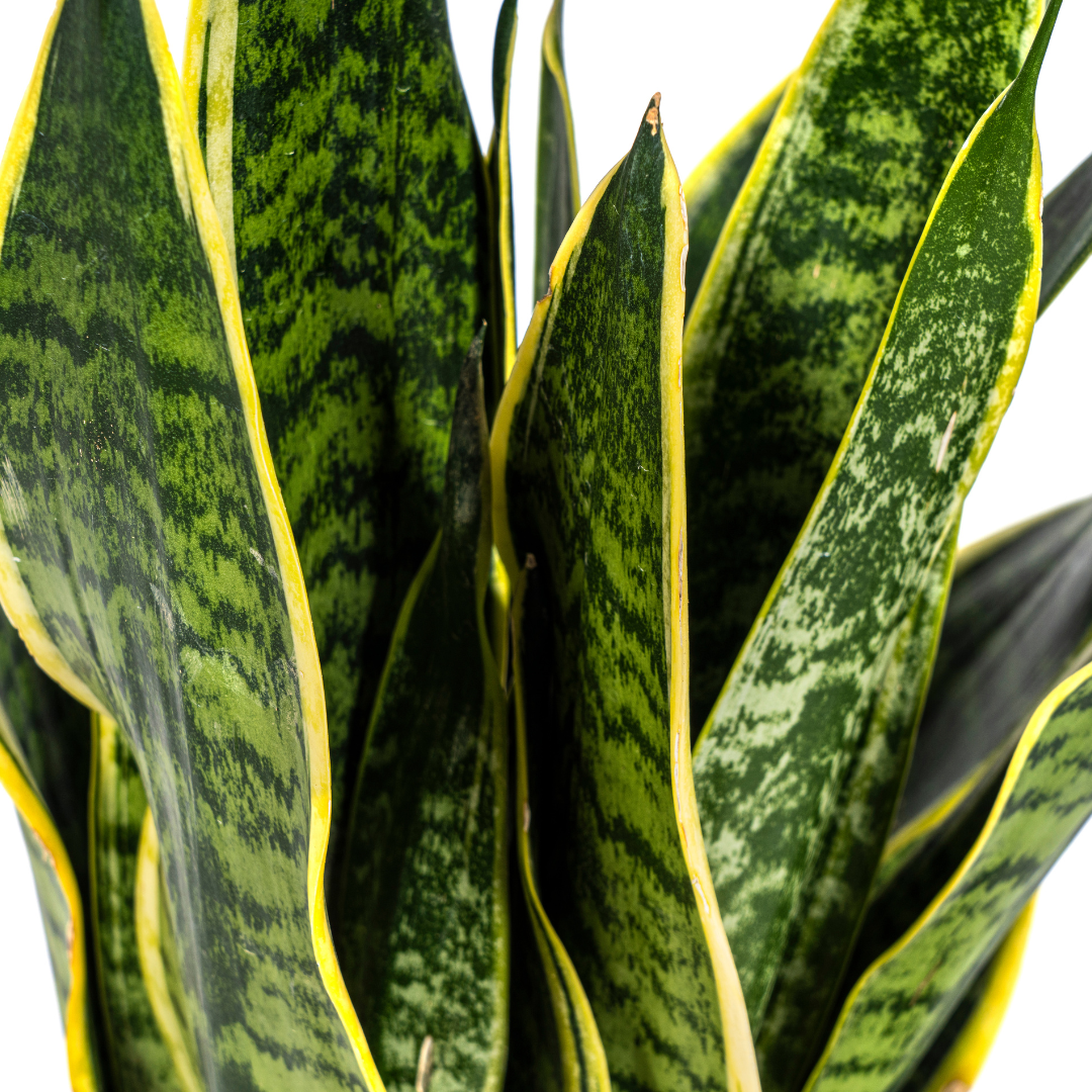 Sansevieria Trifasciata Futura Superba Ø17cm | Pflegeleichte Zimmerpflanze – Pflanzfix24.de - Pflanzfix24.de