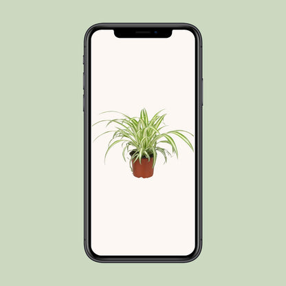 Chlorophytum - Ø12cm - ↕25cm bei Pflanzfix24.de - Pflanzfix24.de