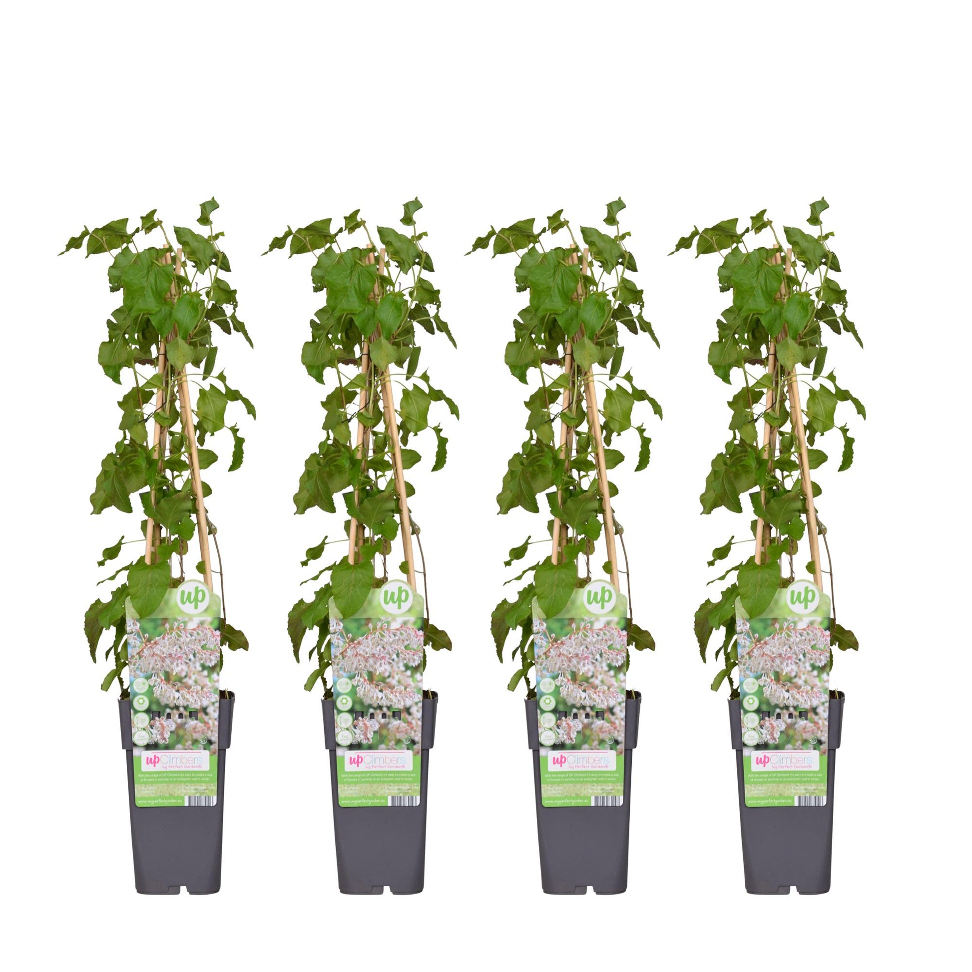 4x - Fallopia baldschuanica - ↨65cm - Ø15 - Pflanzfix24.de - Pflanzfix24.de