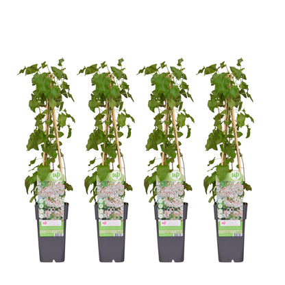 4x - Fallopia baldschuanica - ↨65cm - Ø15 - Pflanzfix24.de - Pflanzfix24.de