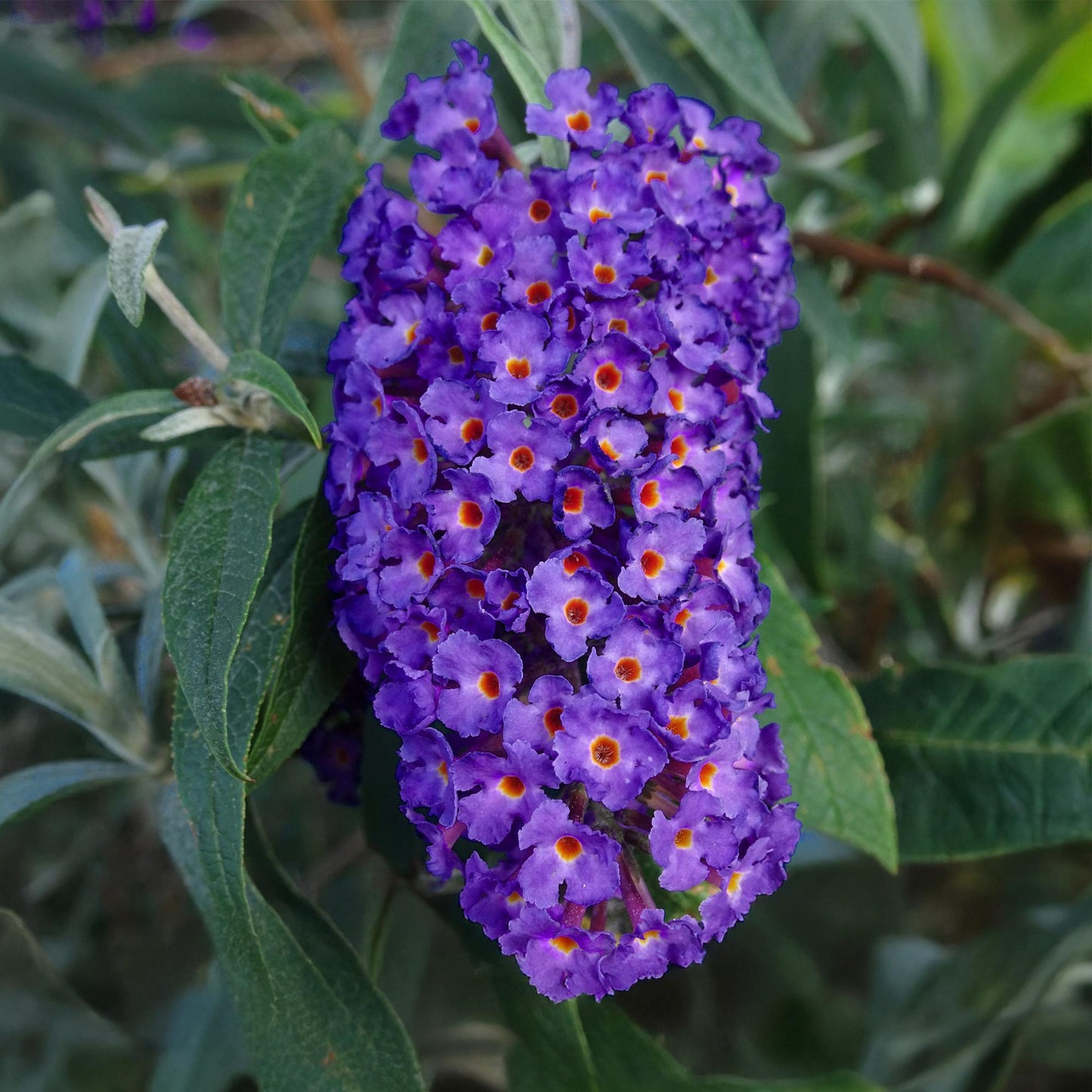 pflanzfix24 - Schmetterlingsstrauch - Buddleja davidii Empire Blue - 1 Pflanze