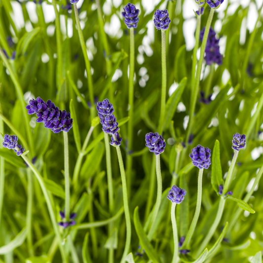 2x Lavandula angustifolia Ø19cm - ↕40 - 50cm - Pflanzfix24.de - Pflanzfix24.de
