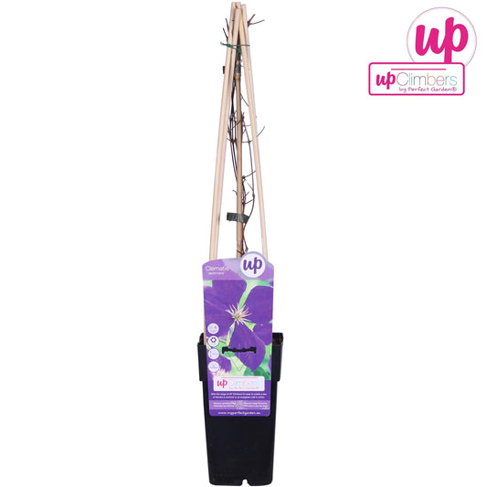 Clematis Jackmanii Pflanze - Pflanzfix24