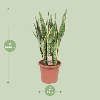 Sansevieria Trifasciata Laurentii - Ø25cm - ↕85cm - Pflanzfix24