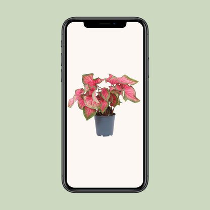 Caladium Sweetheart - Ø12cm - ↕25cm bei Pflanzfix24