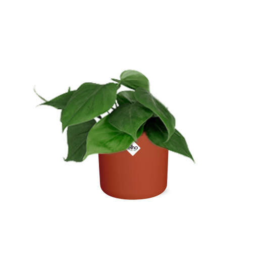 Philodendron Scandens in ELHO b.for soft rond 14cm brique - Pflanzfix24