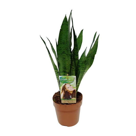 Sansevieria Zeylanica - Ø17cm - Pflanzfix24