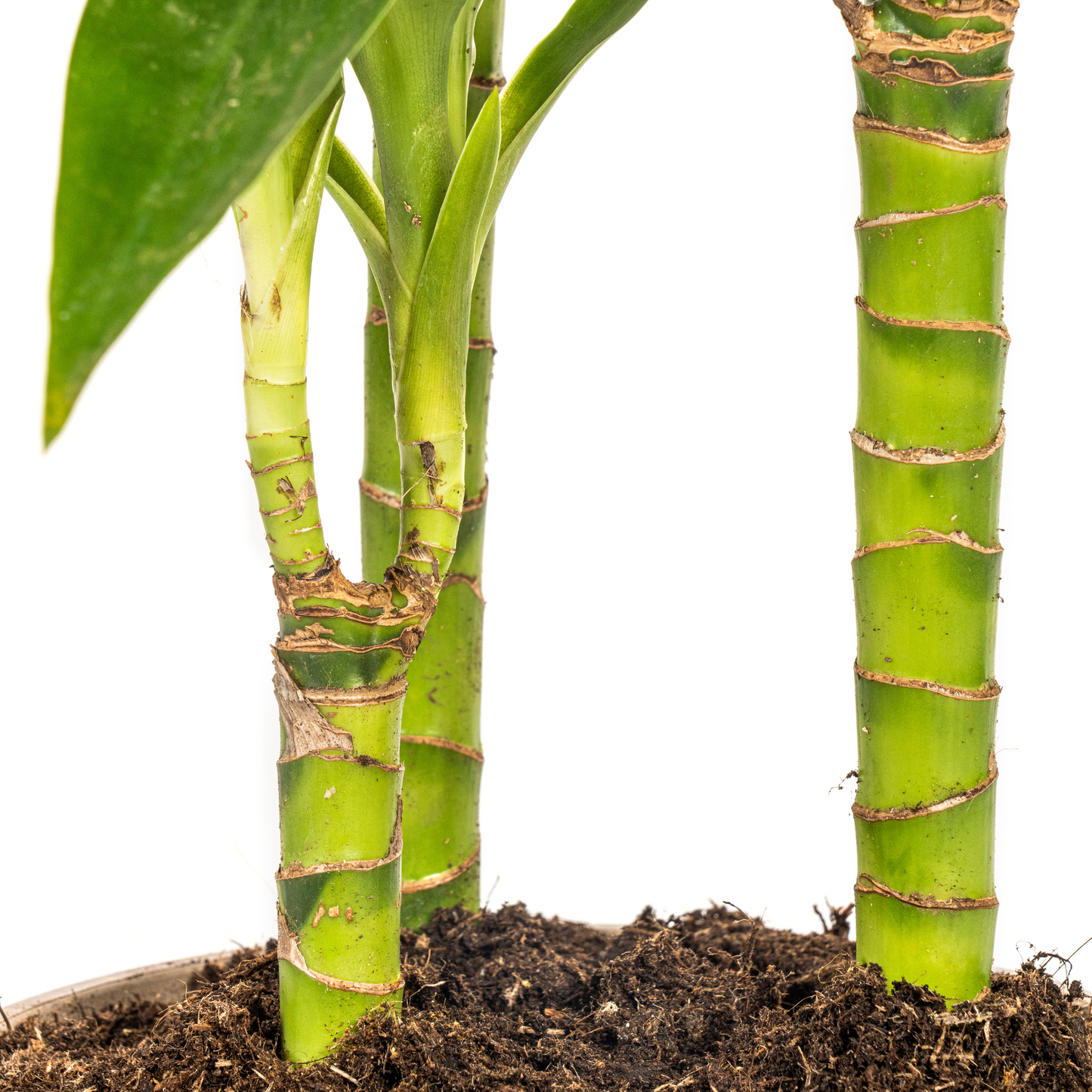 Dracaena Deremensis Lisa Ø21cm - Elegante Zimmerpflanze | Pflanzfix24