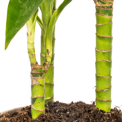 Dracaena Deremensis Lisa Ø21cm - Elegante Zimmerpflanze | Pflanzfix24