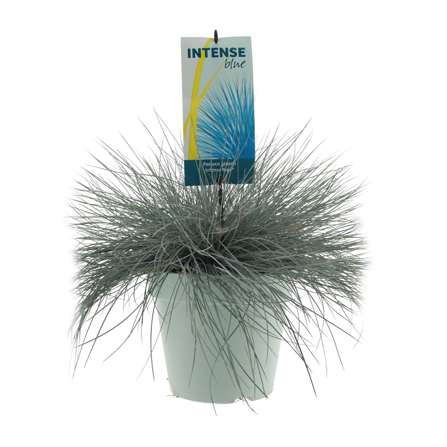 Festuca Glauca Intense Blue - Ø23cm - ↕50cm - Pflanzfix24.de - Pflanzfix24.de