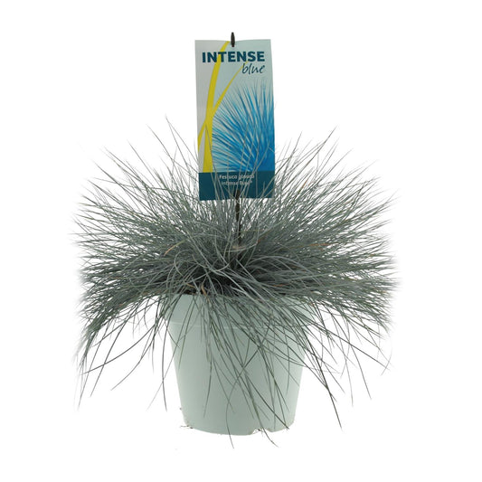 Festuca Glauca Intense Blue - Ø23cm - ↕50cm - Pflanzfix24.de - Pflanzfix24.de