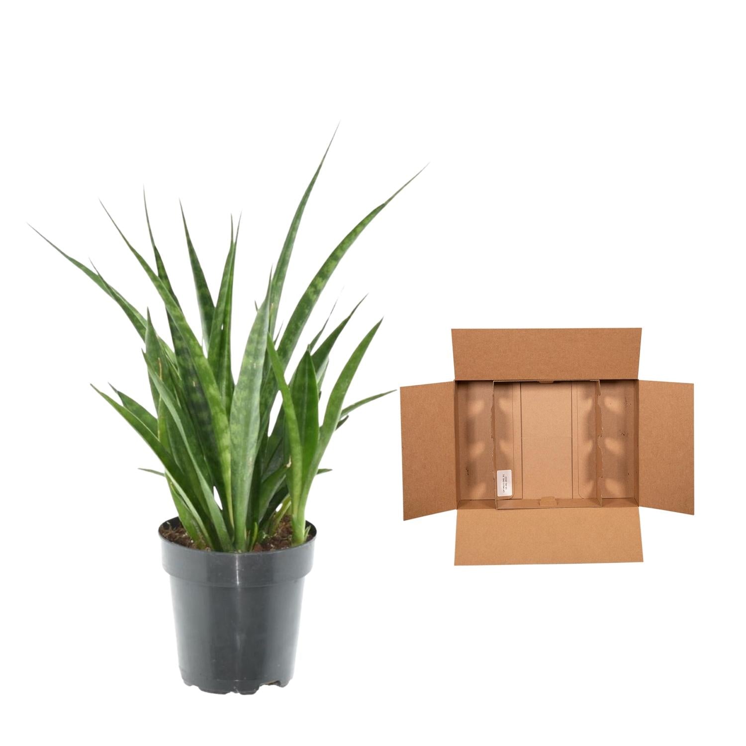 Sansevieria kirkii 'Friends' Ø12cm 38cm – Bogenhanf | Pflanzfix24.de - Pflanzfix24.de