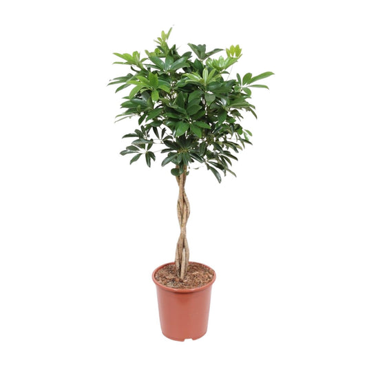 Schefflera Arboricola Compacta - Ø27cm - Pflanzfix24