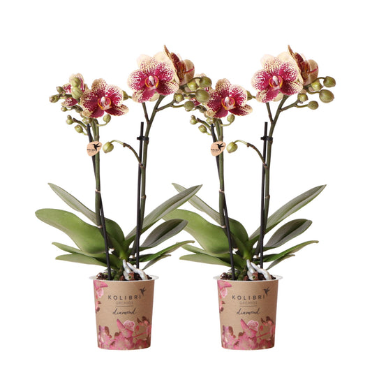 2er Set Phalaenopsis Spanien Rot-Gelb Ø9cm – Pflanzfix24.de - Pflanzfix24.de