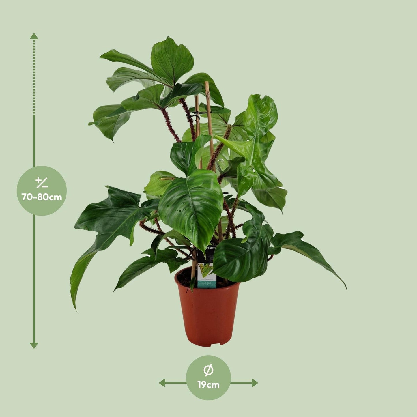 Philodendron Squamiferum - Ø19cm - ↕75cm - Pflanzfix24