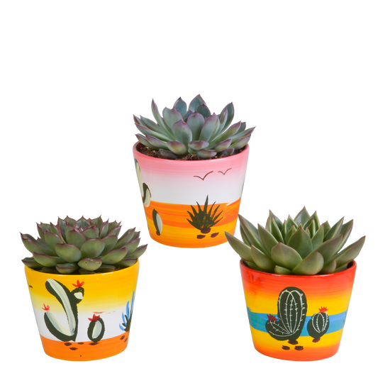 Echeveria-Mix 10,5 cm - 3x - in Mexicaanse pot - Pflanzfix24.de - Pflanzfix24.de