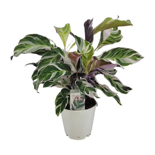 Calathea White Fusion - Ø14cm - ↕40cm - Pflanzfix24