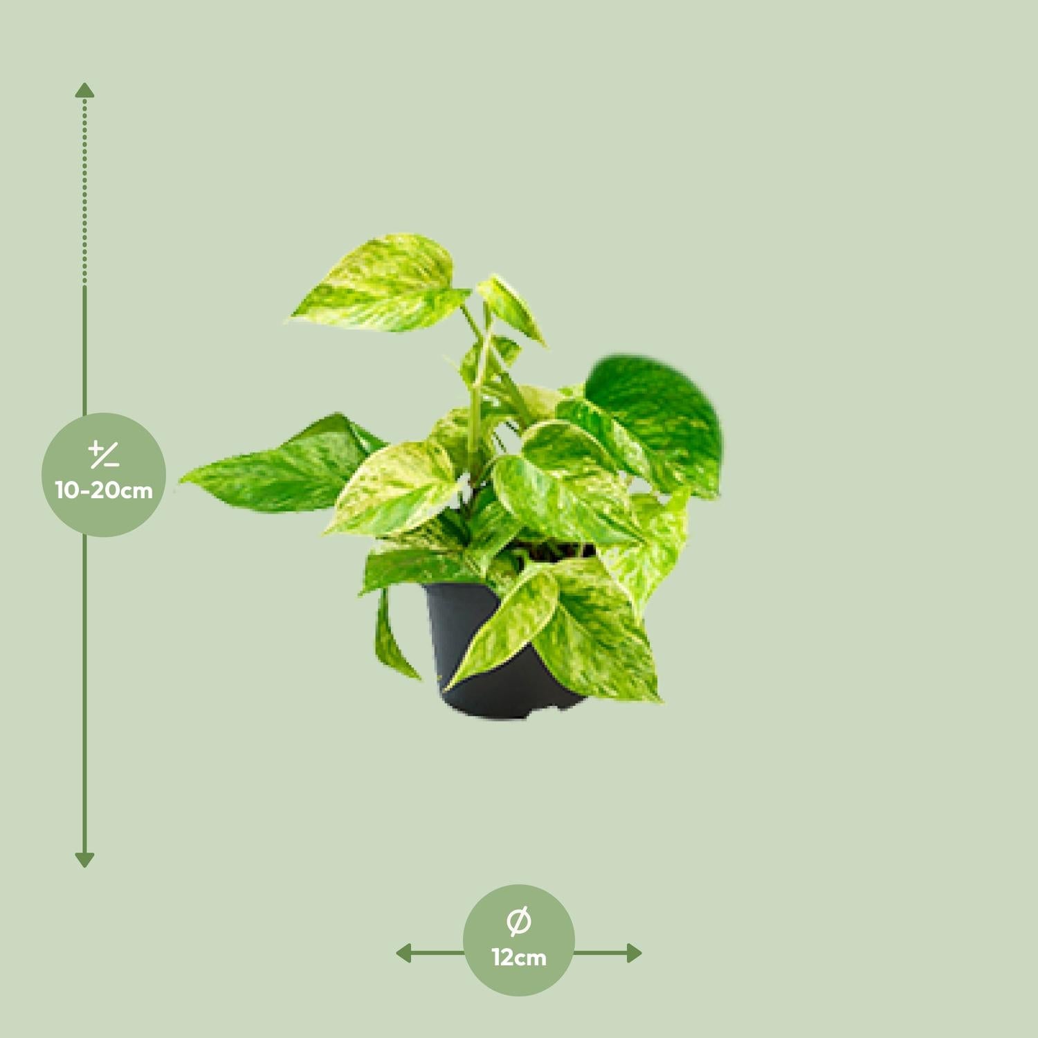 Epipremnum Marble Queen - Scindapsus - Ø15cm - Pflanzfix24.de - Pflanzfix24.de