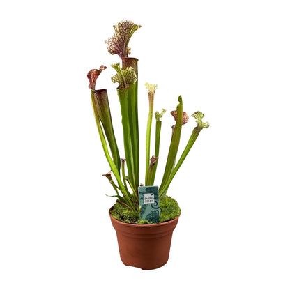 Sarracenia Judith Hindle - Ø12cm - ↕30cm - Pflanzfix24