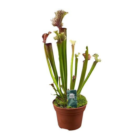 Sarracenia Judith Hindle - Ø12cm - ↕30cm - Pflanzfix24