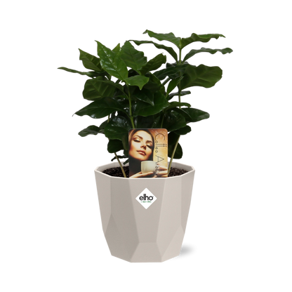 Coffea Arabica in ELHO b.for rock 14 cm warm grey - Pflanzfix24