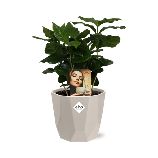 Coffea Arabica in ELHO b.for rock 14 cm warm grey - Pflanzfix24