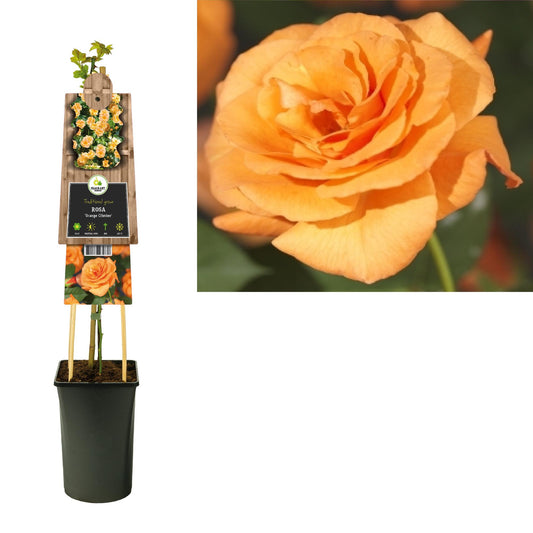 Rosa 'Orange Climber' +3.0 Label - Pflanzfix24