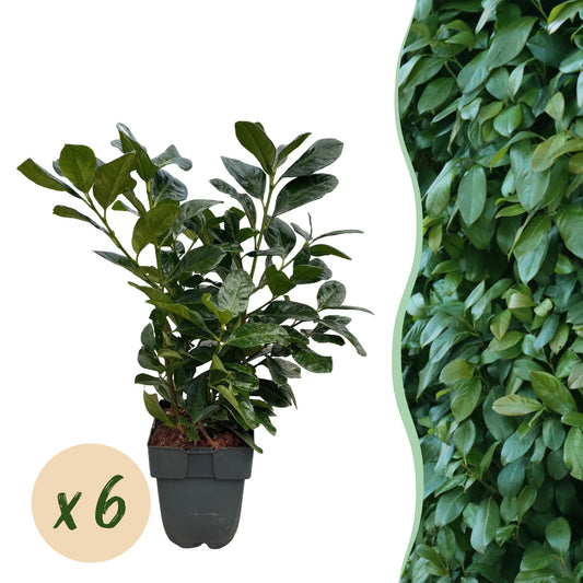 GreenboutiQ - Heckenpflanzen - Prunus laurocerasus Etna - Blatt grün - 6 Pflanzen - 1 laufender Meter - immergrün - Topf 17cm Höhe 50cm - Pflanzfix24.de