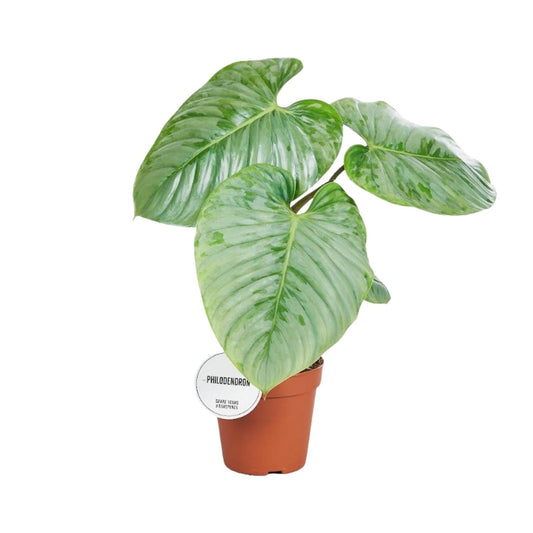 Philodendron Sodiroi Ø15cm - Elegante Zimmerpflanze | Pflanzfix24