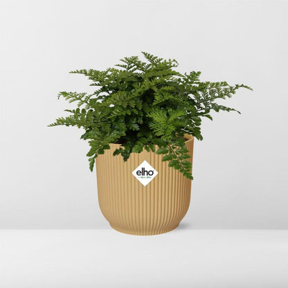 Asplenium Parvati ELHO Vibes Fold 14cm gelb – Luftreinigender Farn | Pflanzfix24