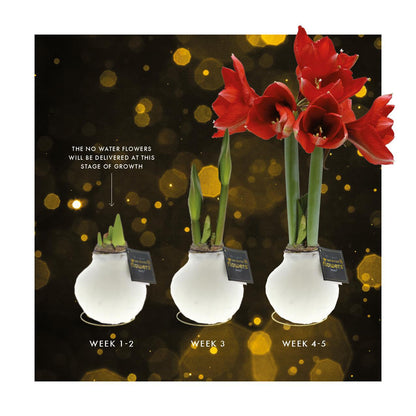No Water Flowers® Univerz Saturnus Mix (3er Pack) + Rote Blume - Pflanzfix24