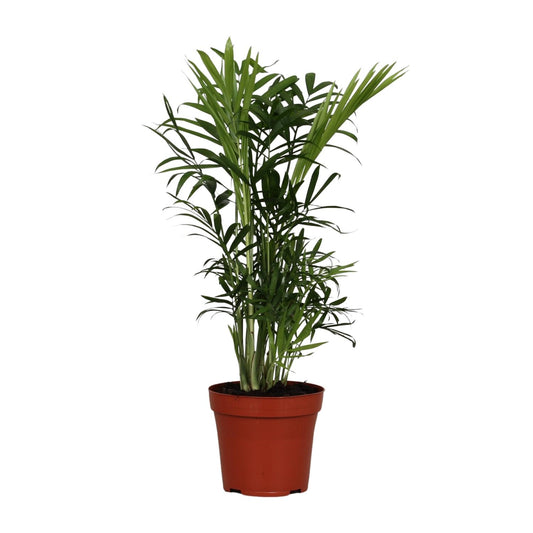 Chamaedorea Elegans - Ø12cm - ↕40cm bei Pflanzfix24.de - Pflanzfix24.de