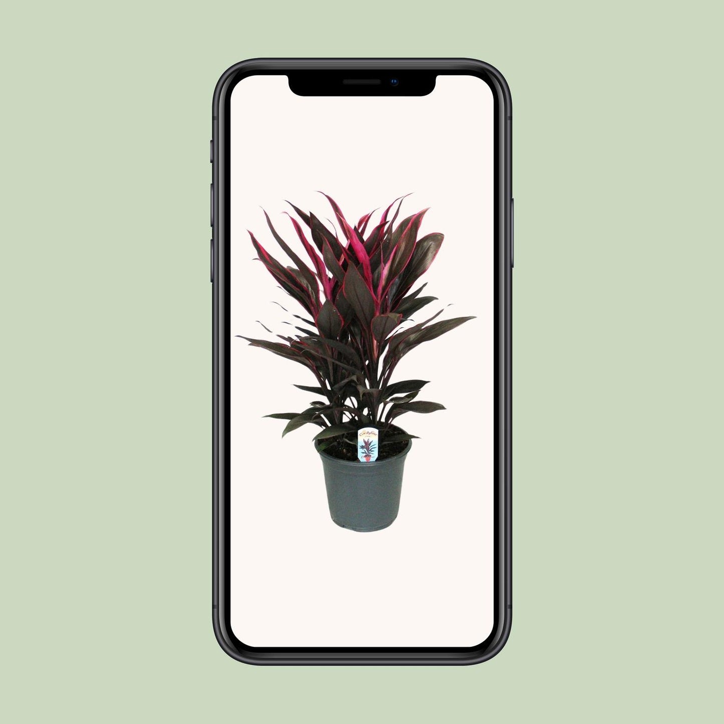 Cordyline Tango Toef - Ø19cm - ↕55cm - Pflanzfix24